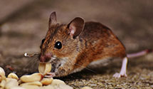 24 Hour & Emergency Exterminators in Dyersburg, TN